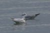 Black-headed Gull at Rossi's Ice Cream, Westcliff (Martin Cracknell) (149785 bytes)